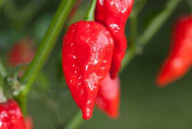 Numex Garnet - Capsicum annuum - variedad de chile