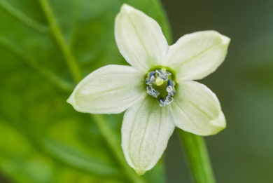 Mihályteleki Fj - Capsicum annuum - variedad de chile