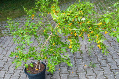 NC082916 - Capsicum annuum - variedad de chile