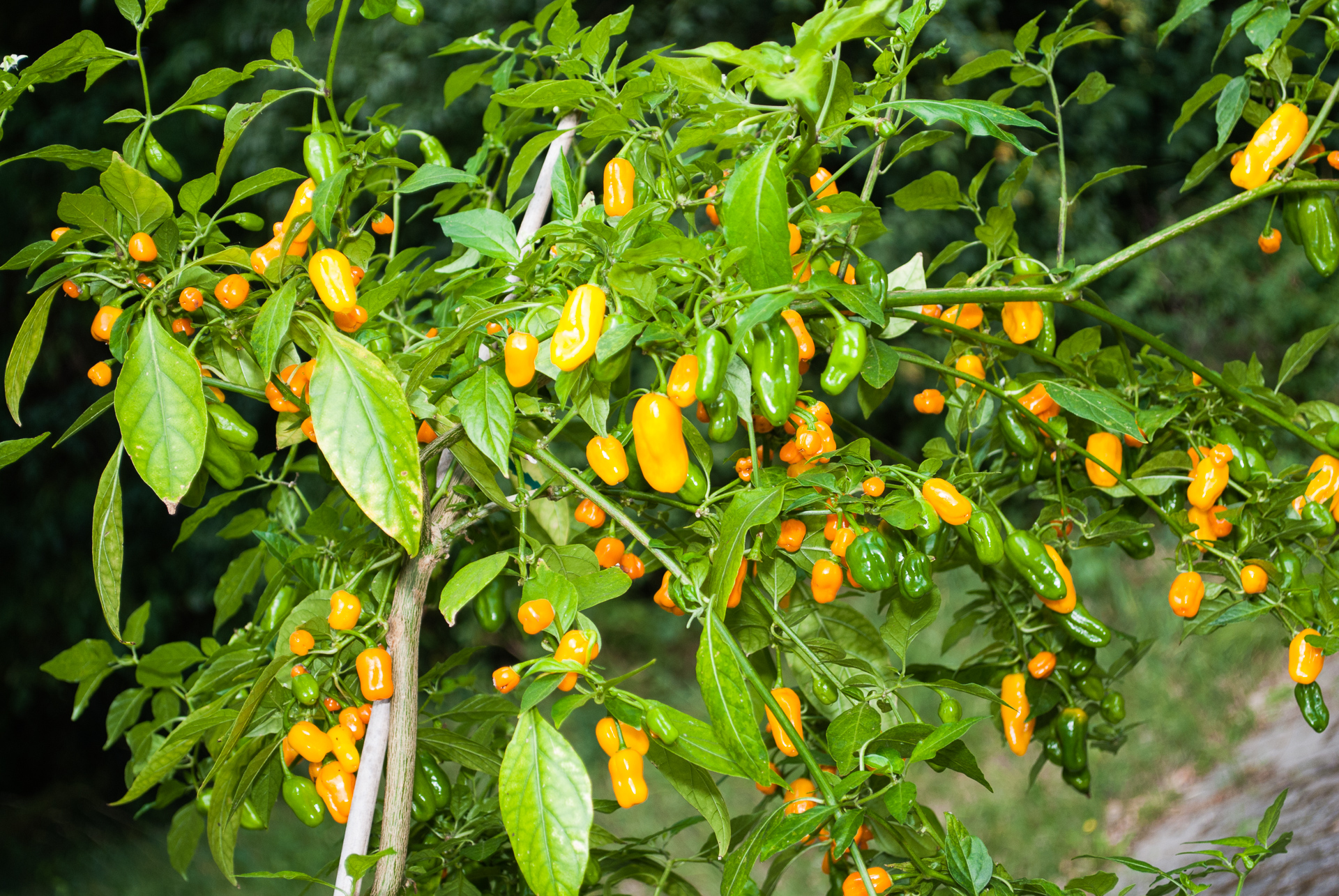 CAP 1471 - Capsicum frutescens - Chilisorte