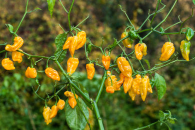 Num-247 R B -L G G - Capsicum annuum - variedad de chile