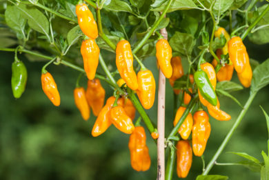Local - Capsicum annuum - variedad de chile
