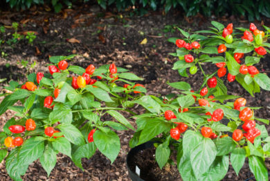 Local - Capsicum annuum - variedad de chile