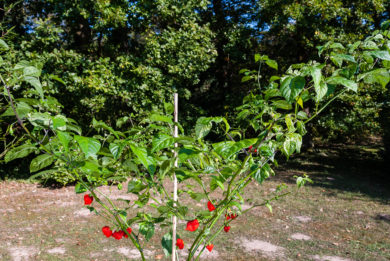 Local - Capsicum annuum - variedad de chile