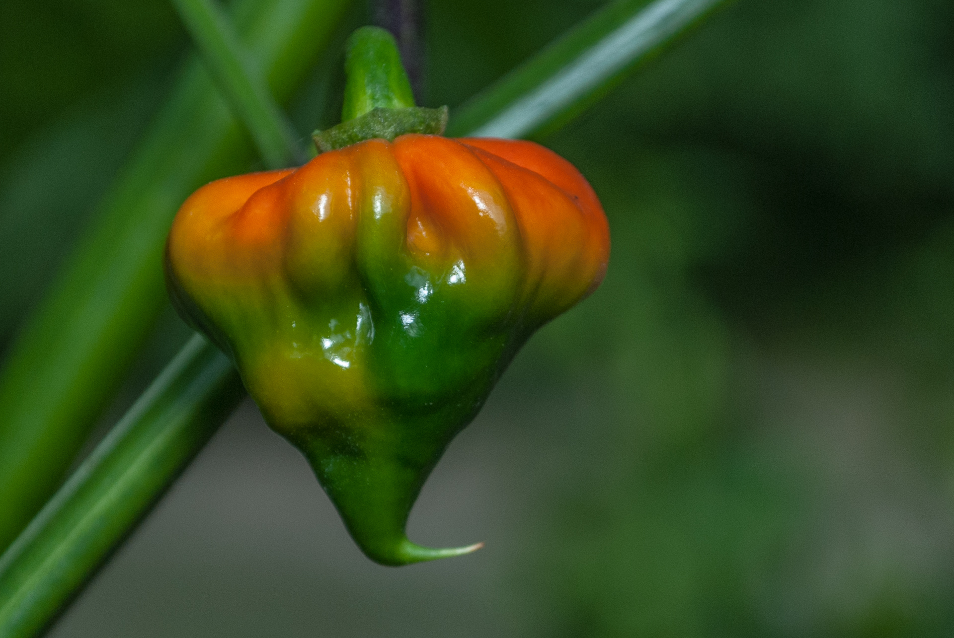 Cubanelle Ps - Capsicum sp. - Chilisorte