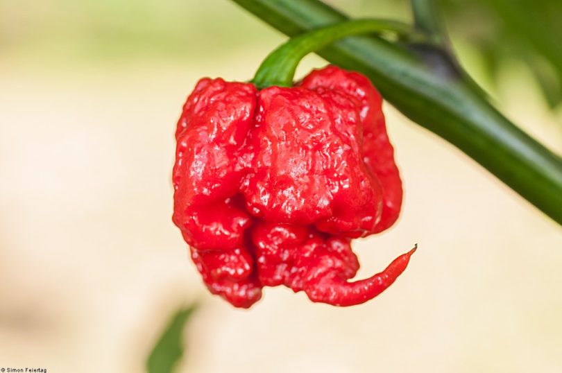 Carolina-Reaper