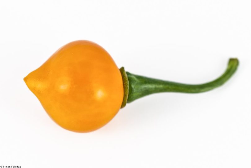 Chupetinho-Alaranjado