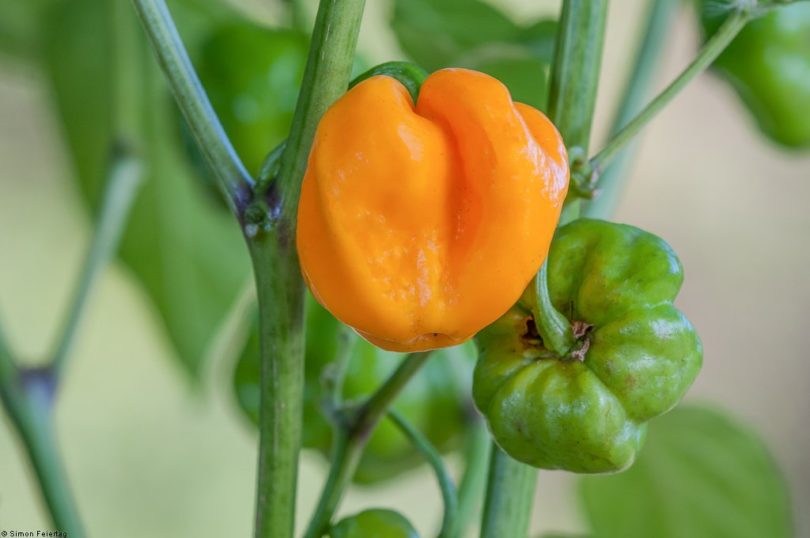 Habanero Foodorama Scotch Bonnet