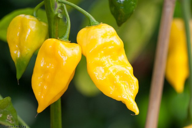 Habanero Hot Lemon - Chilisorte