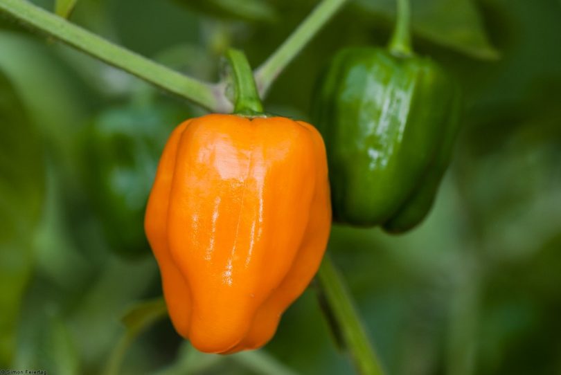 Habanero Orange Devil