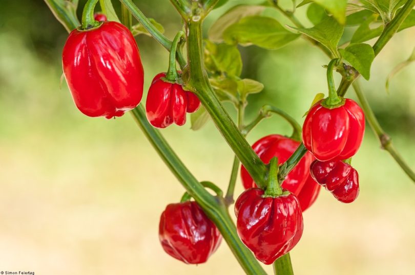 Habanero Red Dominica