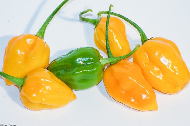 Habanero Tangerine Bell