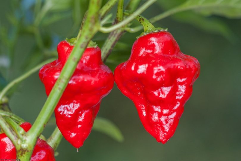 Habanero Tasmanian Red