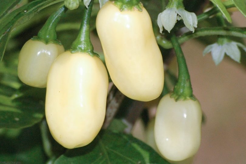 Habanero White Bullet
