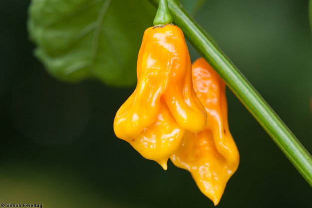 Jamaican Scotch Bonnet Long