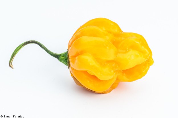 Papa Joes Scotch Bonnet